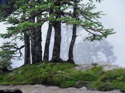 Man denkt, man wäre im Wald (abgesehen vom Draht)