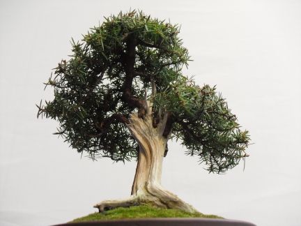 Shohin-Wacholder von unten.