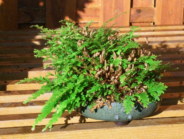 Selaginella_moellendorfii.jpg