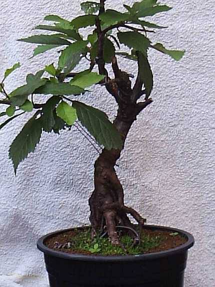 Prunus triloba mit Laub.jpg