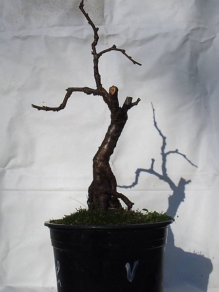 Prunus triloba Vorderansicht.jpg