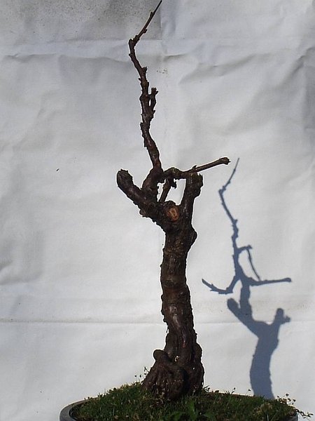 Prunus triloba rechts.jpg
