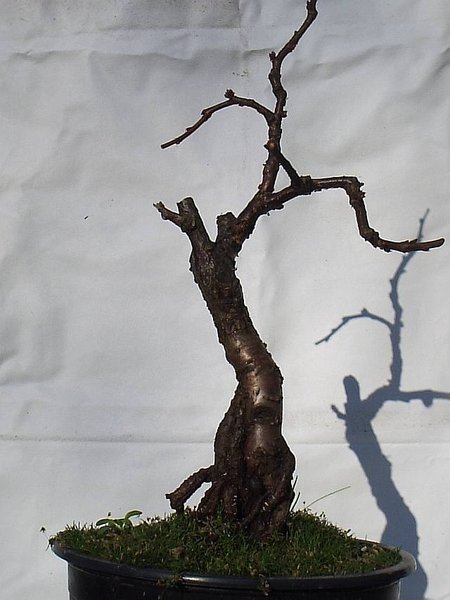 Prunus triloba Hinten.jpg