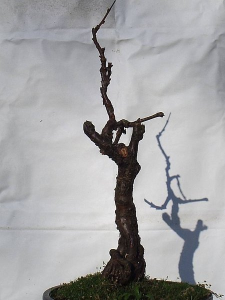 Prunus triloba links.jpg