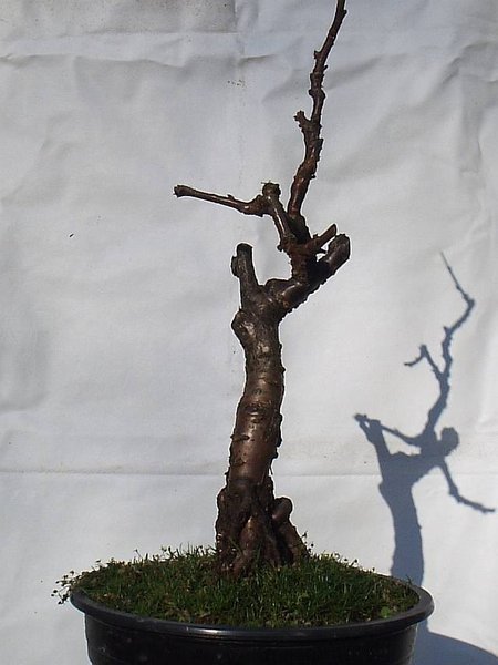 Prunus triloba Nebari links.jpg