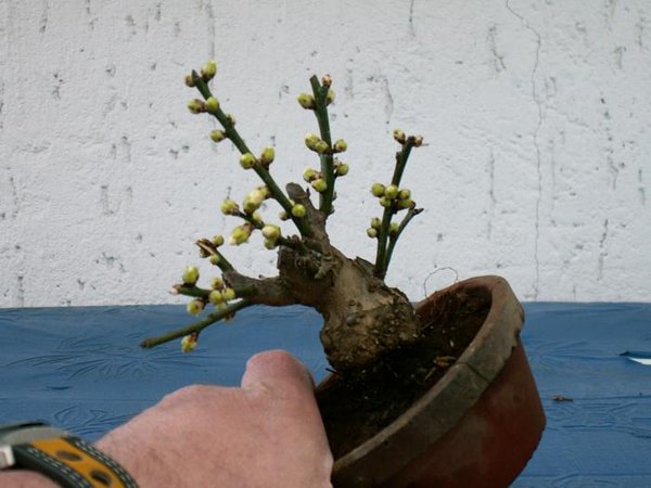 1 2011 a.jpg