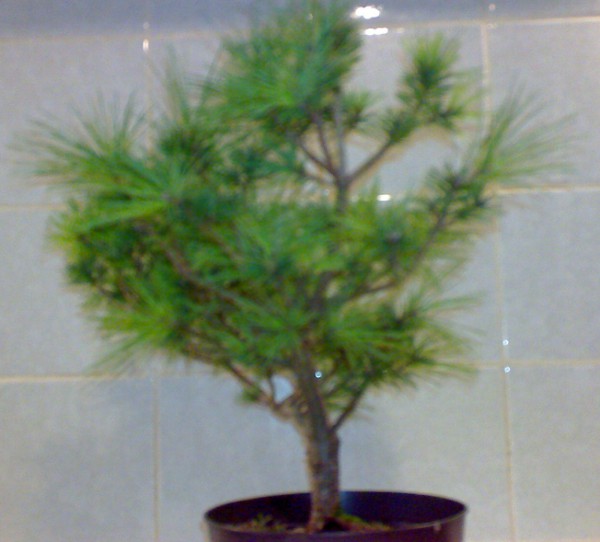 DSC00061.jpg