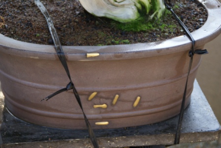 Kobayashi Schale mit goldreparatur.JPG