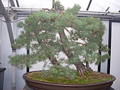 SDC11531.JPG