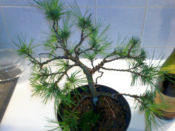 Kiefer_20110211.jpg