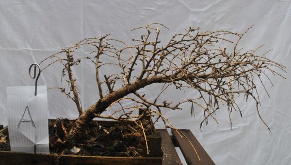 Larix.JPG