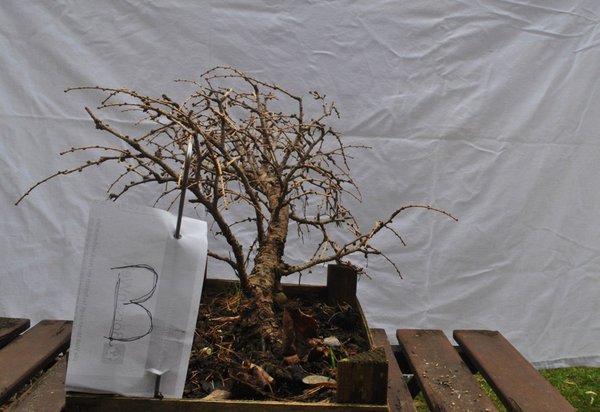 Larix II.JPG