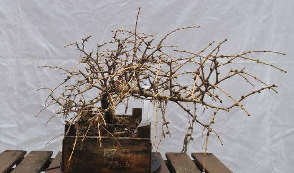 Larix iV.JPG