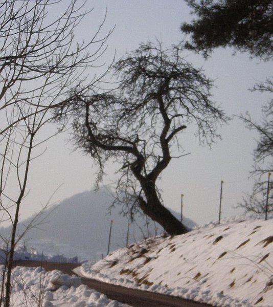 ObstBaum_01.jpg