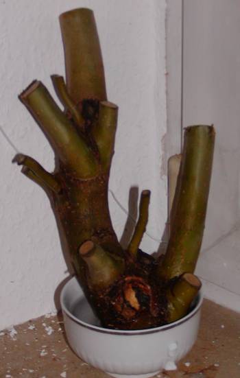 2011-02-13_Weide groß.jpg