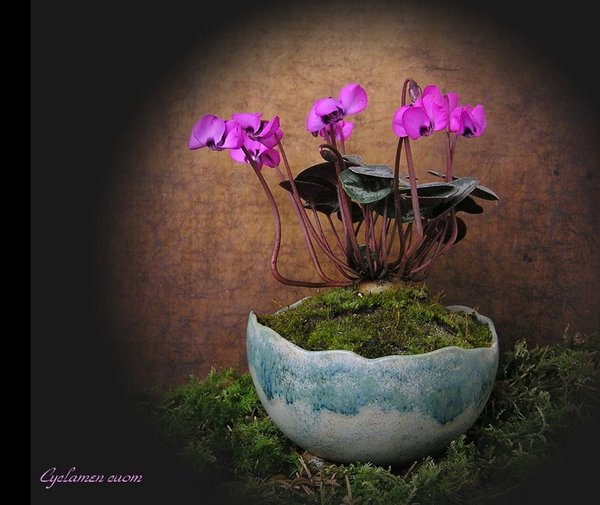 Cyclamen neue Bilder 5089.jpg