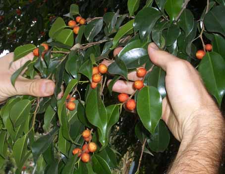 ficus 2.jpg
