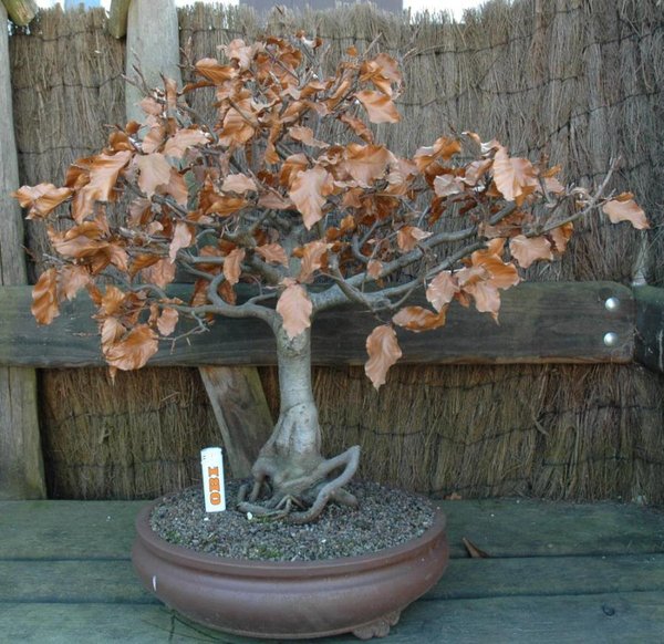 Fagus sylvatica Alter ca. 25 Jahre