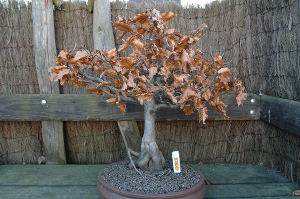 Fagus von hinten