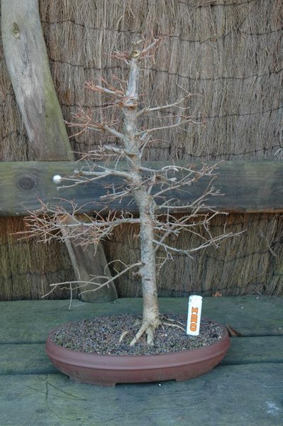 Larix kaempferi, Alter: ca. 20 Jahre