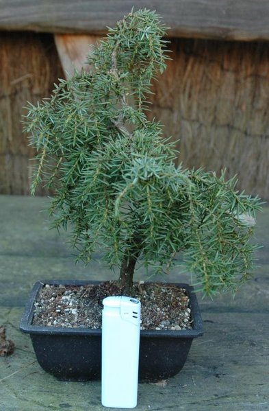 Juniperus, Alter?