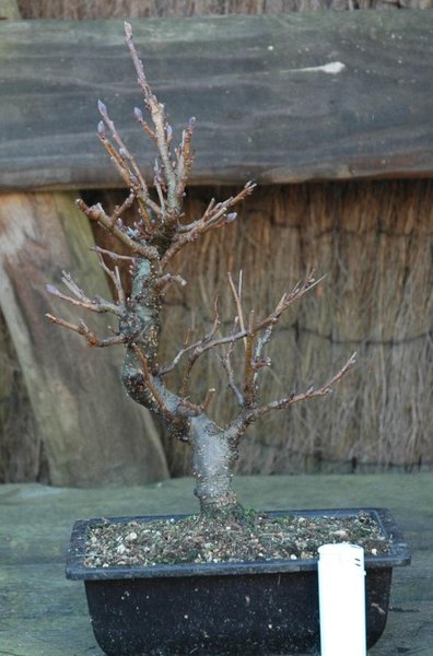Alnus