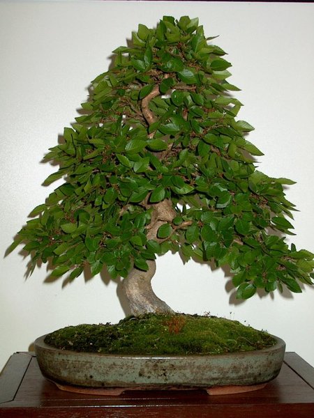 2004