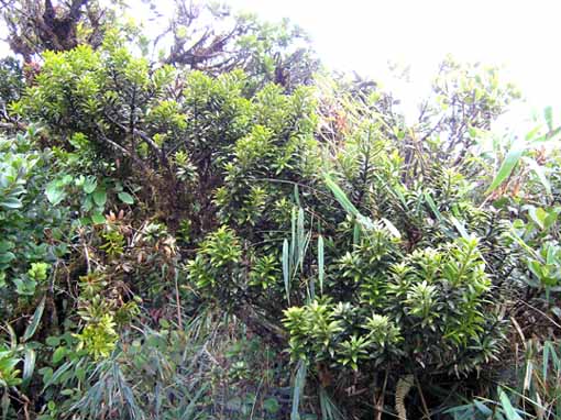 Podocarpus in seinem angestammten Habitat.