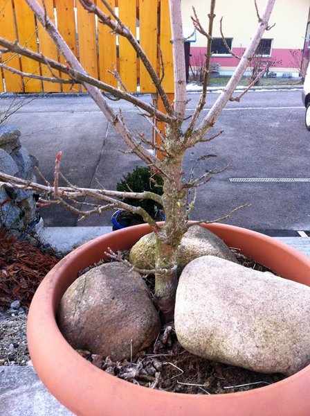 Foto1.JPG