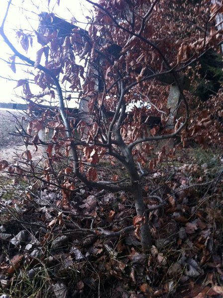 Foto5.JPG
