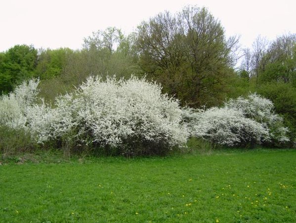 Natürliches Vorkommen der Schlehe