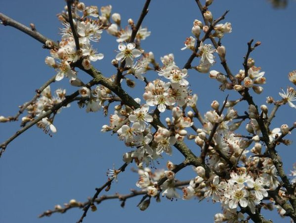 Blüte