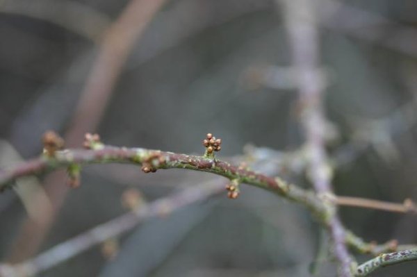 Ast mit Kurztrieben aus denen sich die Blüten bilden; Bilder Wikipedia