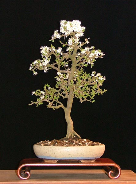 Prunus spinosa, Foto (und damaliger Besitzer): Heike_vG, Schale: Erwin; dieser Baum hat inzwischen einen neuen Besitzer