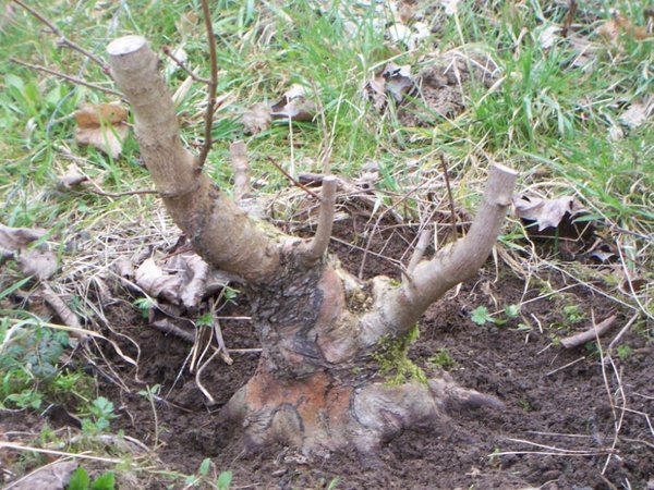 2011_Spitzahorn_01k.jpg
