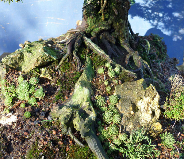 juniperus 2011 hai yama ten fettich 0161.jpg