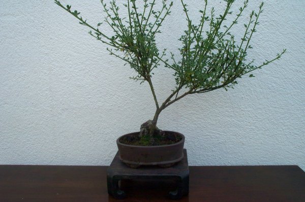 mal ein Versuch,
<br />rotblühender Ginster MiniMal,
<br />1,99€