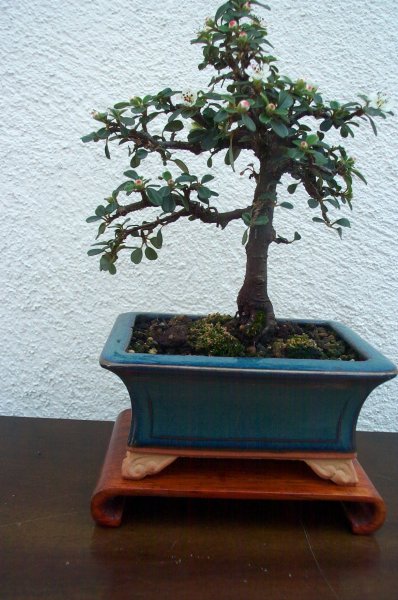 Cotoneaster Jungpflanze