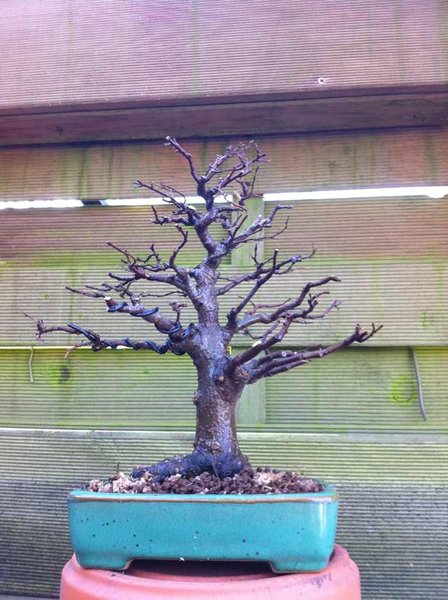 celtis nach umtopfen 3_2011.jpg