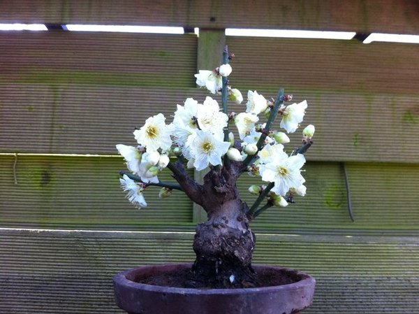 aprikosenblüte 2011.jpg