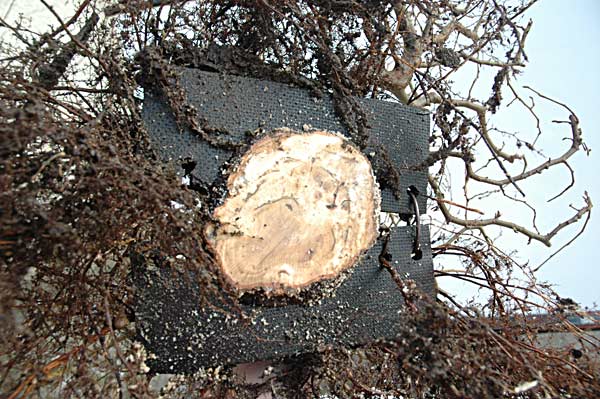 hainbuche7.jpg