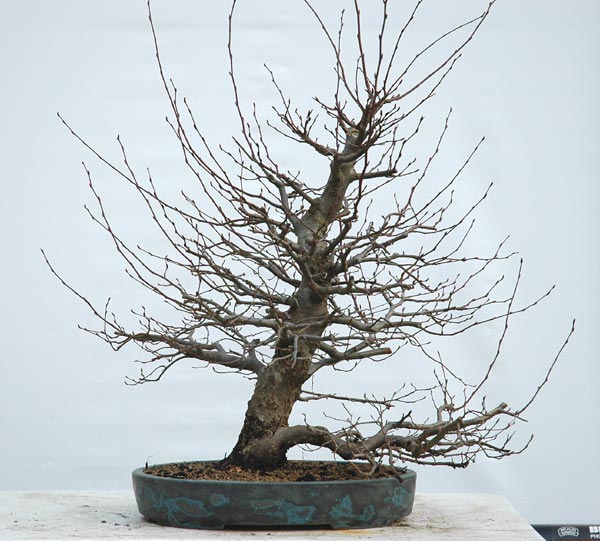 hainbuche8.jpg