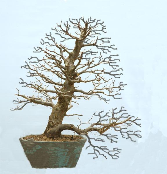 hainbuche10virt.jpg