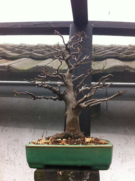 celtis schalenfarbe.jpg