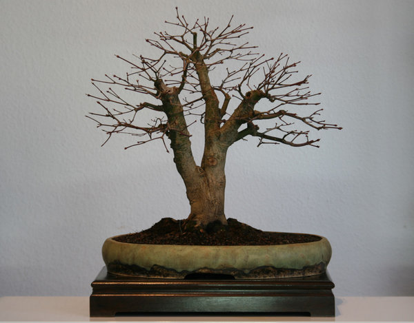 palmatum2011.jpg