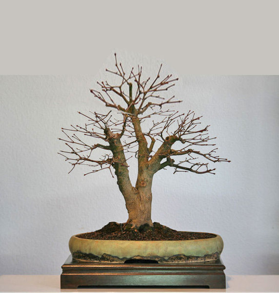 palmatum2011b.jpg