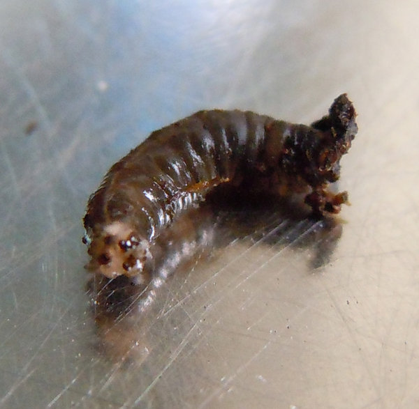 wurm01.jpg