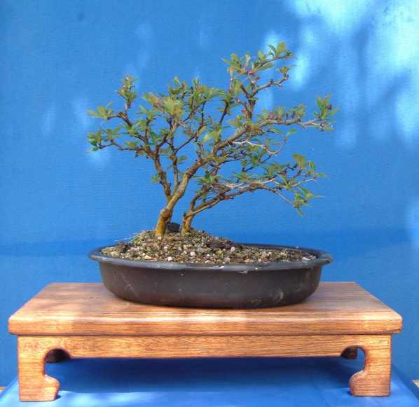 Berberitze 12cm hoch.  £1.50 vom Gartenzentrum.
