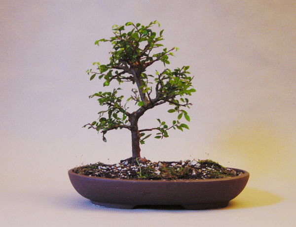 shohin.jpg