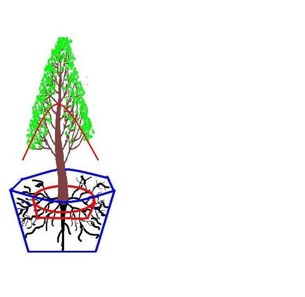 bonsai de boy kısaltma ve kök budama.JPG